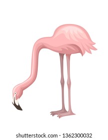 Cute animal, peach pink flamingo. Cartoon animal character design. Flat vector illustration isolated on white background. Flamingo standing on two legs