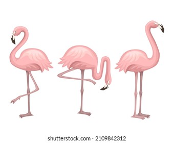 Cute animal, peach pink flamingo. Cartoon animal character design. Flat vector illustration isolated on white background. Flamingo standing on one leg.