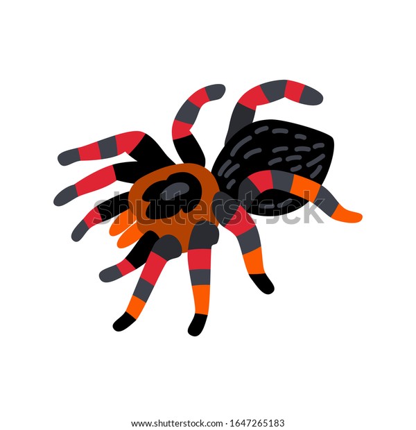 かわいい動物 大きなクモのタランチュラ 子ども向けのイラスト のベクター画像素材 ロイヤリティフリー