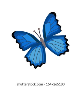 548 Menelaus Blue Morpho Images, Stock Photos & Vectors | Shutterstock