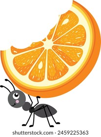 Cute ant carrying a slice of eaten orange