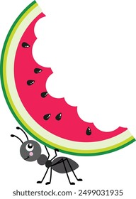 Cute ant carrying a slice of eaten watermelon
