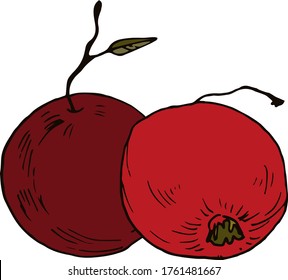 Äpfel schlucken. Handgezeichnete Vektorgrafik für Design.