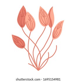 Cute aquarium plants - cryptocoryne. Flat style Illustrations of seaweeds for children.