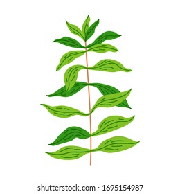 Cute aquarium plants - ludwigia. Flat style Illustrations of seaweeds for children.