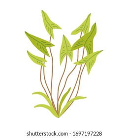 Cute aquarium plants - sagittaria. Flat style Illustrations of seaweeds for children.