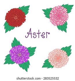 Cute aster set, colorful flowers collection, red, pink, white and violet daisy, vector illustration