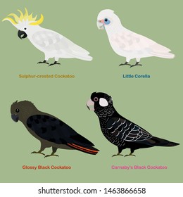 Cute Australia Cockatoo, parrot bird vector illustration set, Sulphur-crested Cockatoo, Little Corella, Glossy Black Cockatoo, Carnaby's (Short-billed) Black Cockatoo, Colorful bird cartoon collection