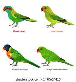 Cute Australia Lorikeet, parrot bird vector illustration set, Rainbow Lorikeet, Little Lorikeet, Scaly-breasted, Musk lorikeet, Colorful bird cartoon collection