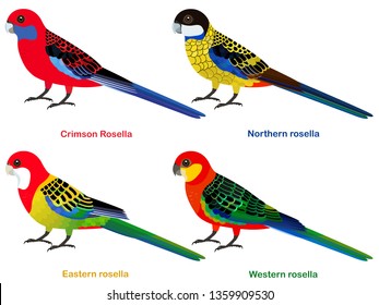 40 Crimson rosella drawing Images, Stock Photos & Vectors | Shutterstock