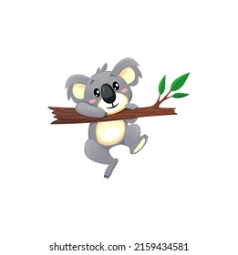 Cute Australian animal funny koala playing on eucalyptus branch isolated gray bear sweet cartoon personage. Vector happy young koala hanging on tree, cheerful wildlife mammal, lazy koala baby