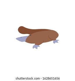 Cute australian platypus design, Animal wildlife life nature native character adorable and creature theme Vector illustration