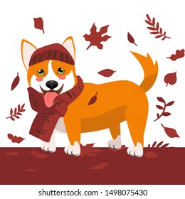 Cute autumn Corgi dog in a scarf for a walk. Autumn illustration of a happy doggy, leaves on the background. Print for clothes, cute animal. vector