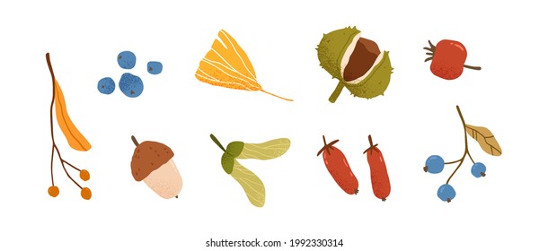 Cute autumn set of different berries, leaves and fruits. Seasonal fall blueberry, chestnut, pea leaf, barberry and acorn. Autumnal flat vector illustration isolated on white background