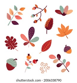 Cute autumn set of different berries, leaves and plants. Seasonal fall blueberry, maple, oak leaves, chestnut, barberry and acorn. Autumnal flat vector illustration isolated on white background