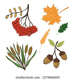 A cute autumn set of doodles with rowan, acorns, maple leaves, a branch of a pine tree and reeds.Hand-drawn vector illustration for greeting cards, posters and seasonal design.
