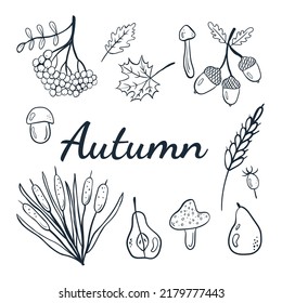 Cute autumn set of scribbles of cozy autumn with rowan, mushrooms, leaves, pear, wheat, acorns, reeds. 