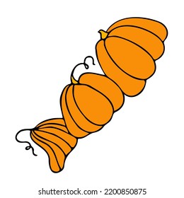 Cute autumn vector illustration, hand drawn pumpkins, isolated on white background