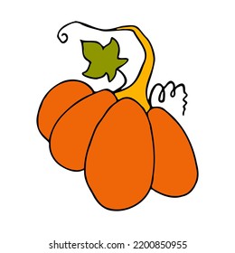 Cute autumn vector illustration, hand drawn pumpkins, isolated on white background