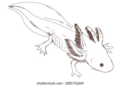 2,602 Axolotl Images, Stock Photos & Vectors | Shutterstock