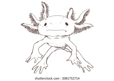 Esbozo de axolotón, grabado en vintage, dibujado a mano