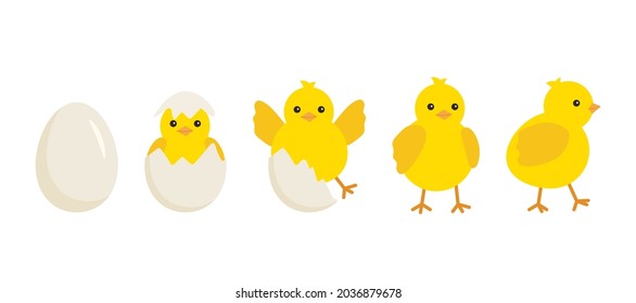 Cute baby chick born from an egg. Chicken hatching stages. Newborn little yellow cartoon chicks for Easter design. Cracked shell and bird hens emergence from egg. Vector illustration