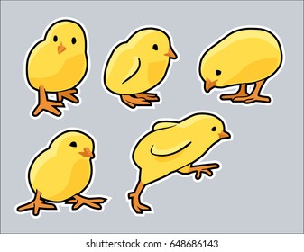 Cute baby chicken in a variety of poses