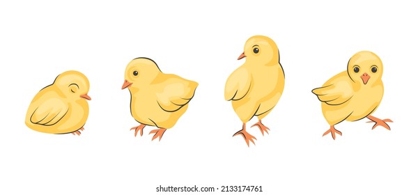 Cute baby chickens set in different poses for easter design. Little yellow cartoon chicks. 
