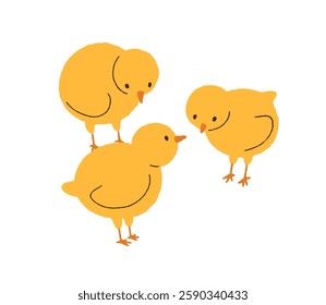 Cute baby chicks. Adorable little country birds. Farm chicken, poultry. Domestic rural brood. Countryside birdies. Kids childish flat graphic vector illustration isolated on white background