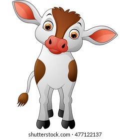 Cute baby cow isolated on white background