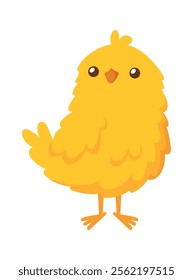 Cute baby farm chicken vector illustration