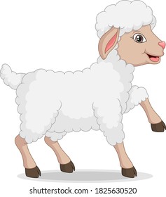 Cute baby lamb cartoon on white background