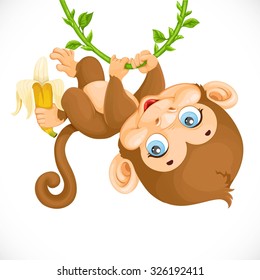 Cute Baby Monkey With Banana Hanging On The Vine Isolated On A White Background