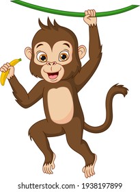 Cute baby monkey hanging on tree branch. Monkey Holding Banana