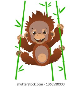 A cute baby orangutan hangs on bamboo stalks. Fauna of the rain forests of Asia. Vector illustration. Cartoon style.