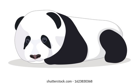 Cute Baby Panda Vector Illustration Isolated on White Background