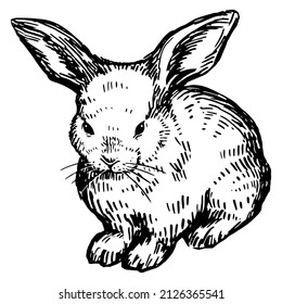Cute baby rabbit, pretty bunny. Wild animal in engraving style. Hand drawn vector illustration. Retro clipart isolated on white background.