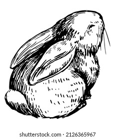 Cute baby rabbit, pretty bunny. Wild animal in engraving style. Hand drawn vector illustration. Retro clipart isolated on white background.