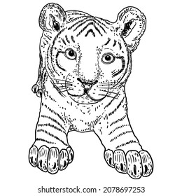 Cute baby tiger, cub drawing. Vector.