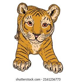 Cute baby tiger, cub drawing. Vector.