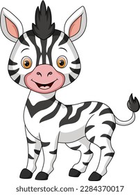 Cute baby zebra on white background