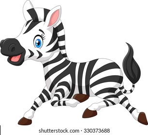 Cute baby zebra posing isolated on white background 