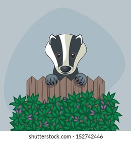 Cute badger standing up over somebody's wooden fence