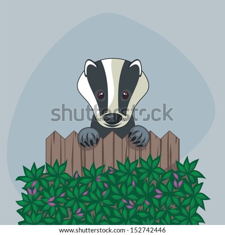 Cute badger standing up over somebody's wooden fence