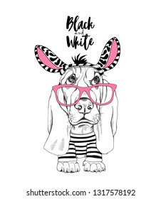 Cute Basset Hound in a costume of a Zebra and in a pink glasses. Black and White - lettering quote. Humor t-shirt composition, hand drawn style print. Vector illustration.