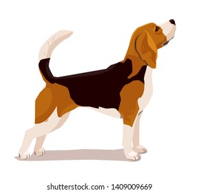 Cute beadle puppy. Show dog training to stand without moving. Flat vector illustration of pet