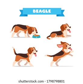 animal de perro beagle lindo con muchos conjuntos de pose