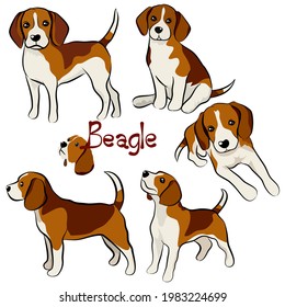 Cute Beagle dog doodle. Collection in different poses in free hand drawing vector illustration style.