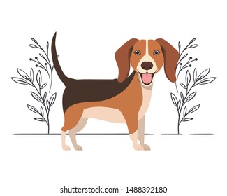 cute beagle dog on white background