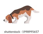 Cute Beagle Dog Pet Animal Sniffing the Ground, Small Dog with Brown White Coat and Long Ears Beagle Cartoon Vector Illustration